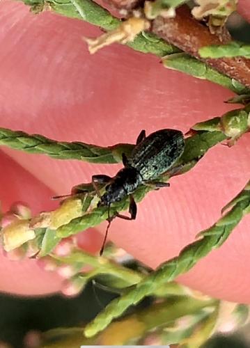 Polydrusus pulchellus